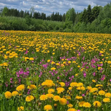 Kyyveden Kartano Kamomilla 16 Daire *